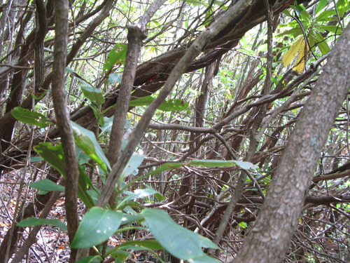 GRSM Accuracy Assessment. Plot Code: GRSM_AA_0832_3