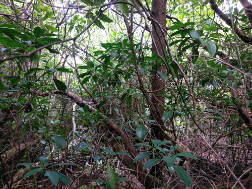 Plot Code: GRSM_AA_0361_3