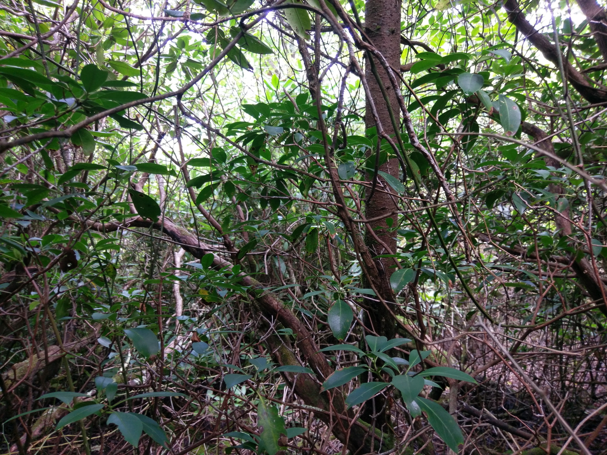 Plot Code: GRSM_AA_0361_3