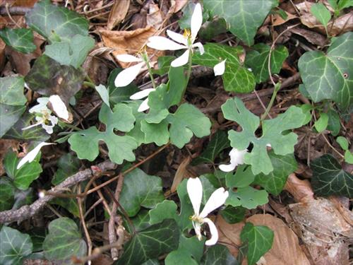 NACE -- Manage Exotic Plants