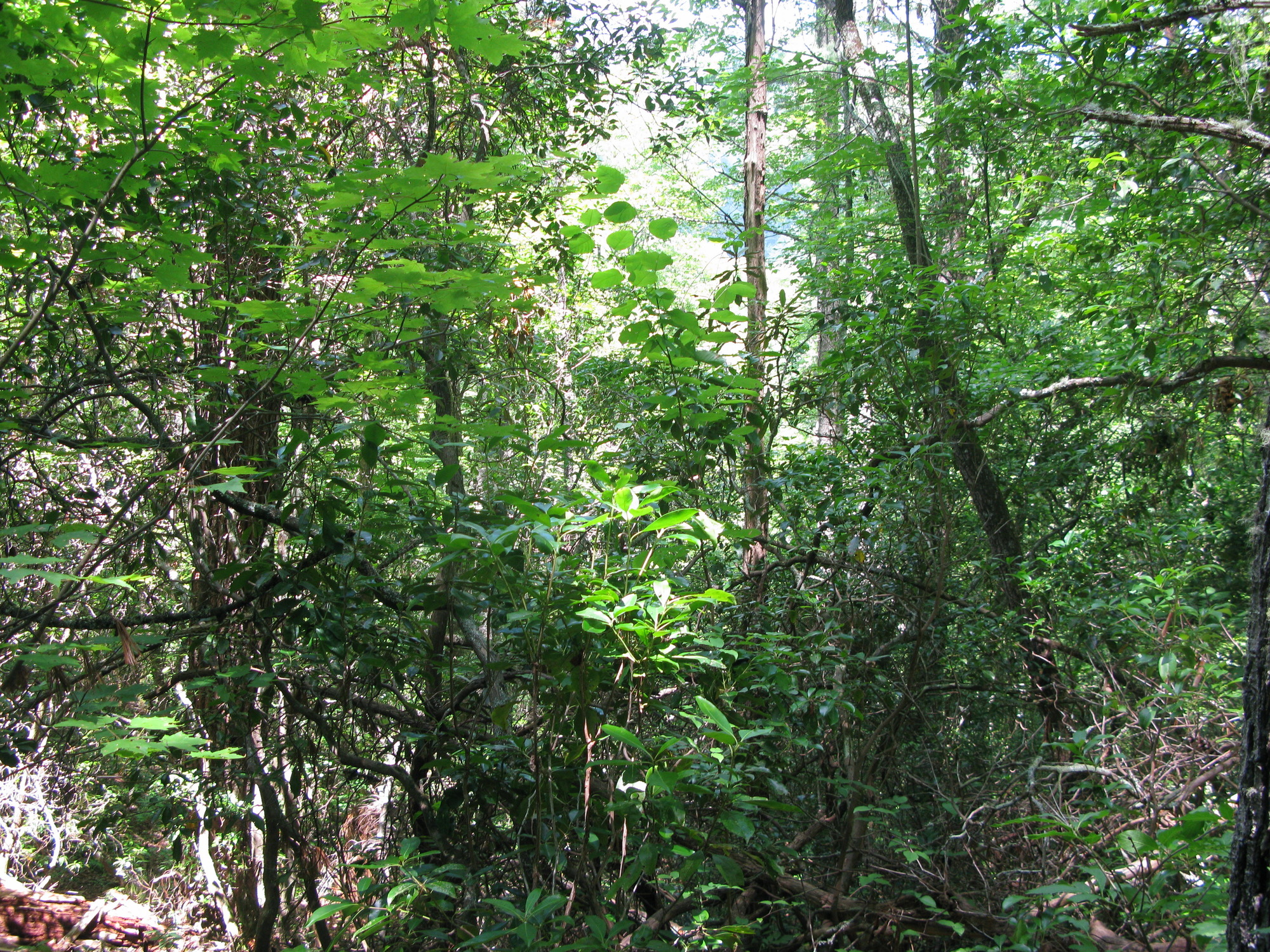 GRSM Accuracy Assessment. Plot Code: GRSM_AA_0062_6