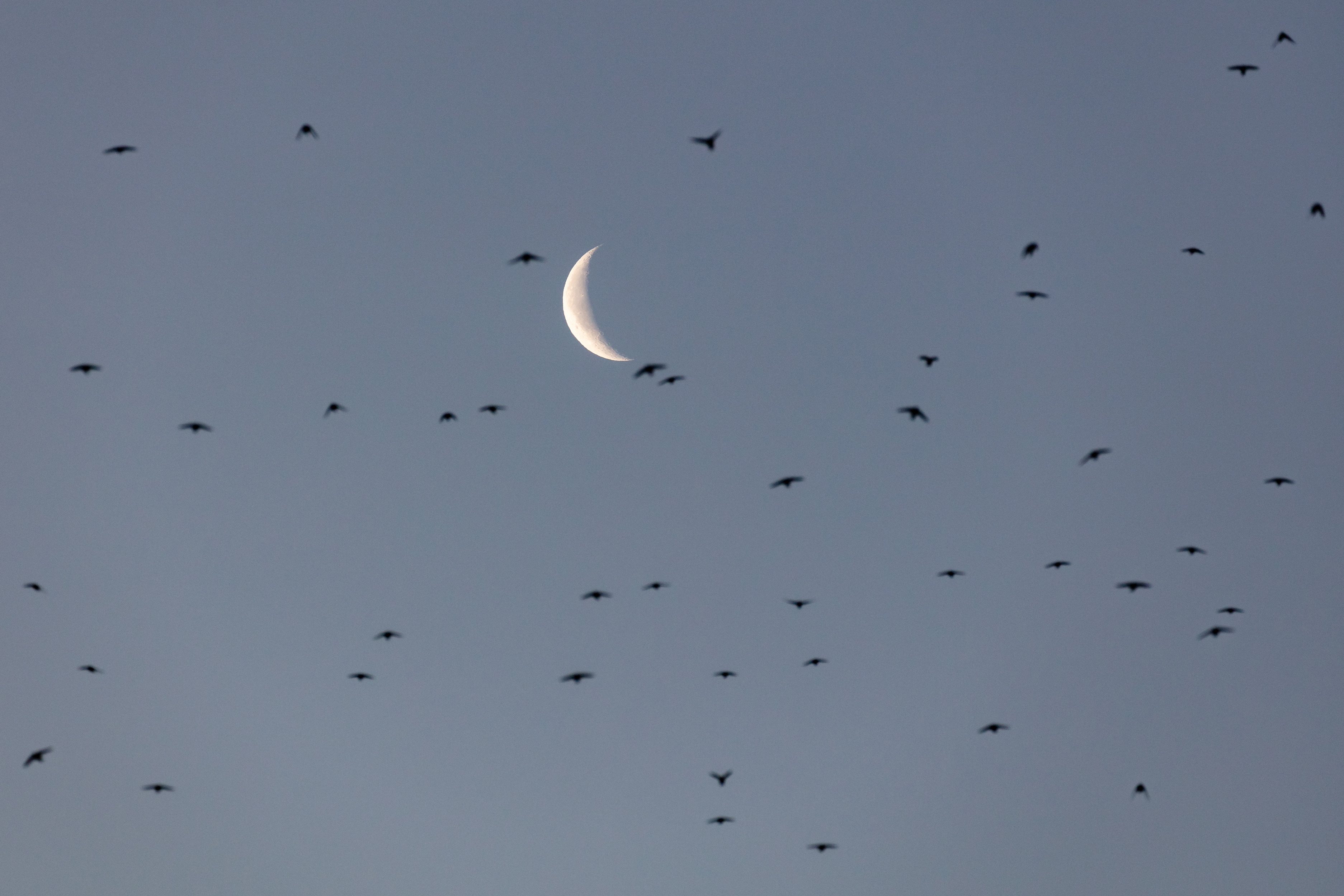 Cliff swallows are flying in the sky with the moon in the background.
