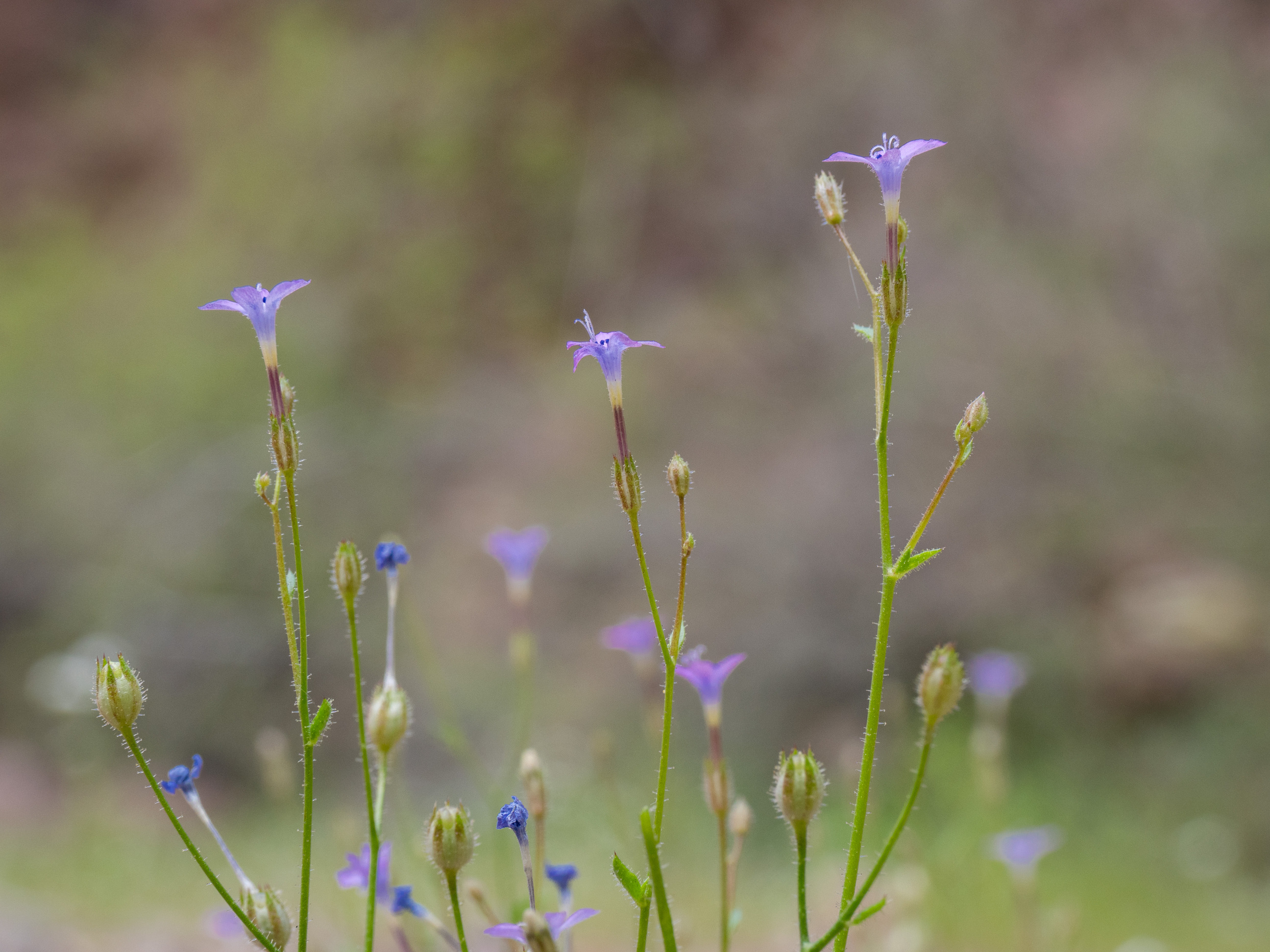 small purple blooms on slender green plant from ground level