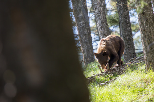 Cinnemon colored black bear walking on log on ground in open forest