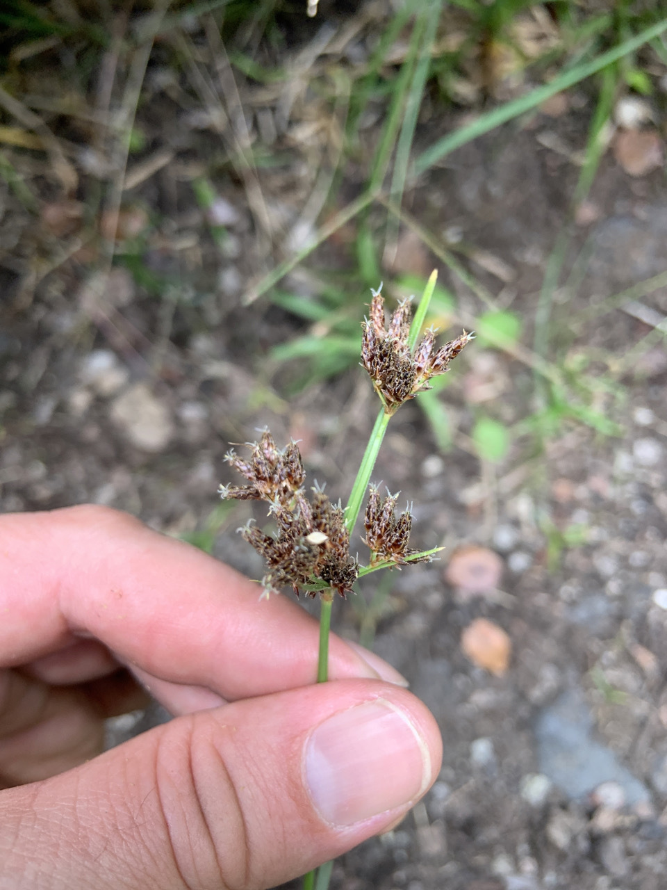 Photo of plant species Fimbristylis dichotoma