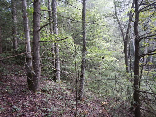 GRSM Accuracy Assessment. Plot Code: GRSM_AA_0579_2