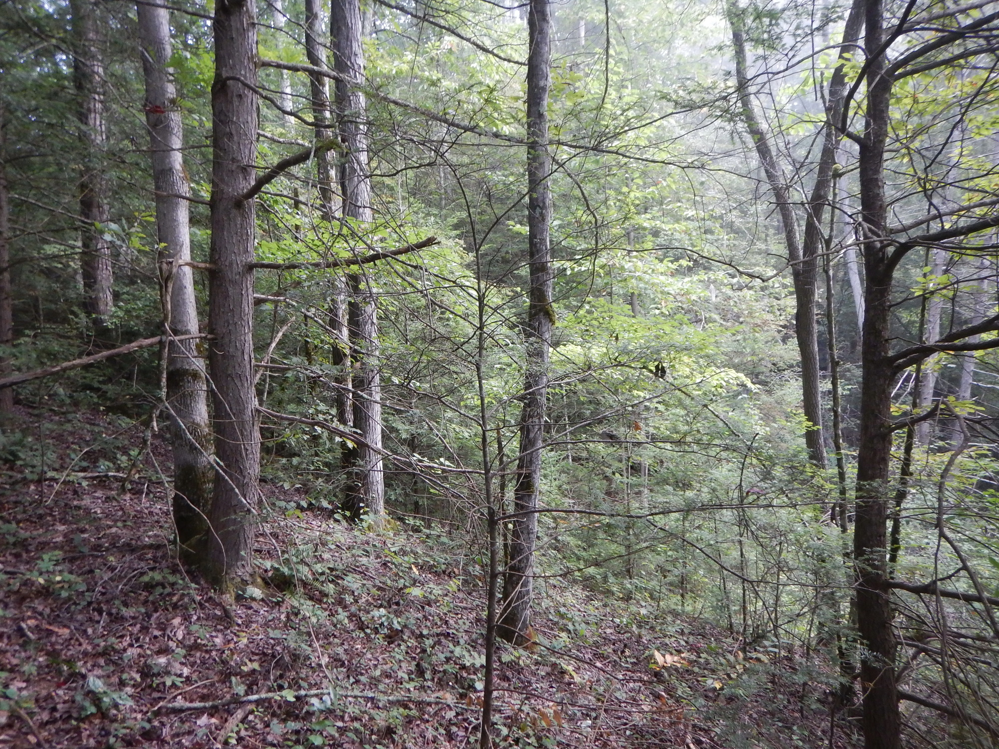 GRSM Accuracy Assessment. Plot Code: GRSM_AA_0579_2