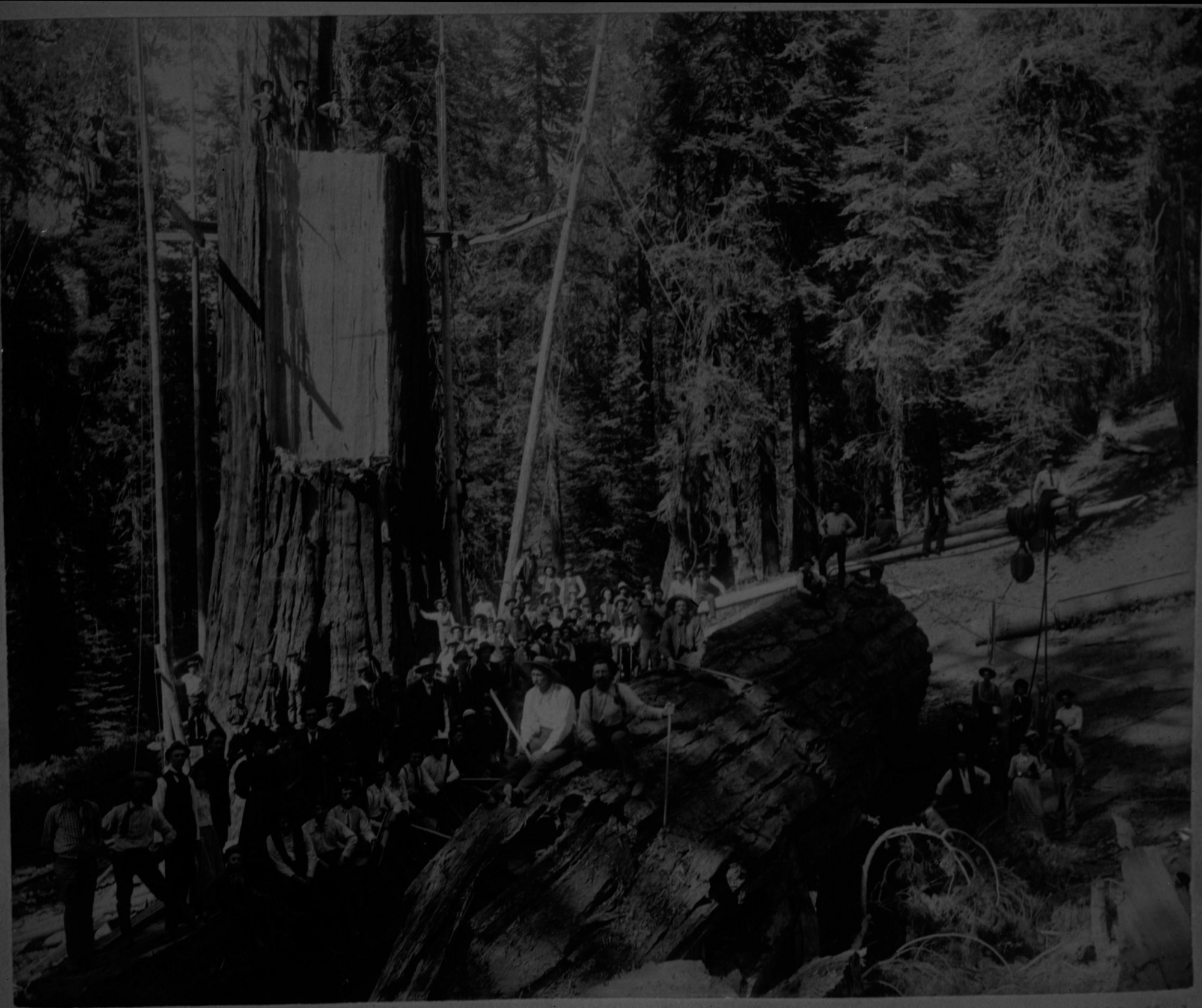 SEKI Roberts Collection Series: 2 Negatives; 8 Logging