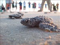 2009 Kemp's ridley sea turtle project at Padre Island National Seashore. In 2009, 117 Kemp's ridley sea turtle nests were found at Padre Island National seashore. This marks the sixth consecutive year that record numbers of Kemp's ridley nests have been recorded in the park since record keeping began in 1980.