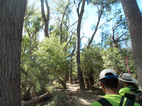 two hikers in foreground with tall cottonwood trees