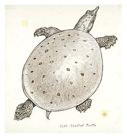 soft-shelled turtle