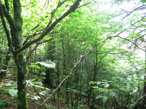 GRSM Accuracy Assessment. Plot Code: GRSM_AA_0120_3