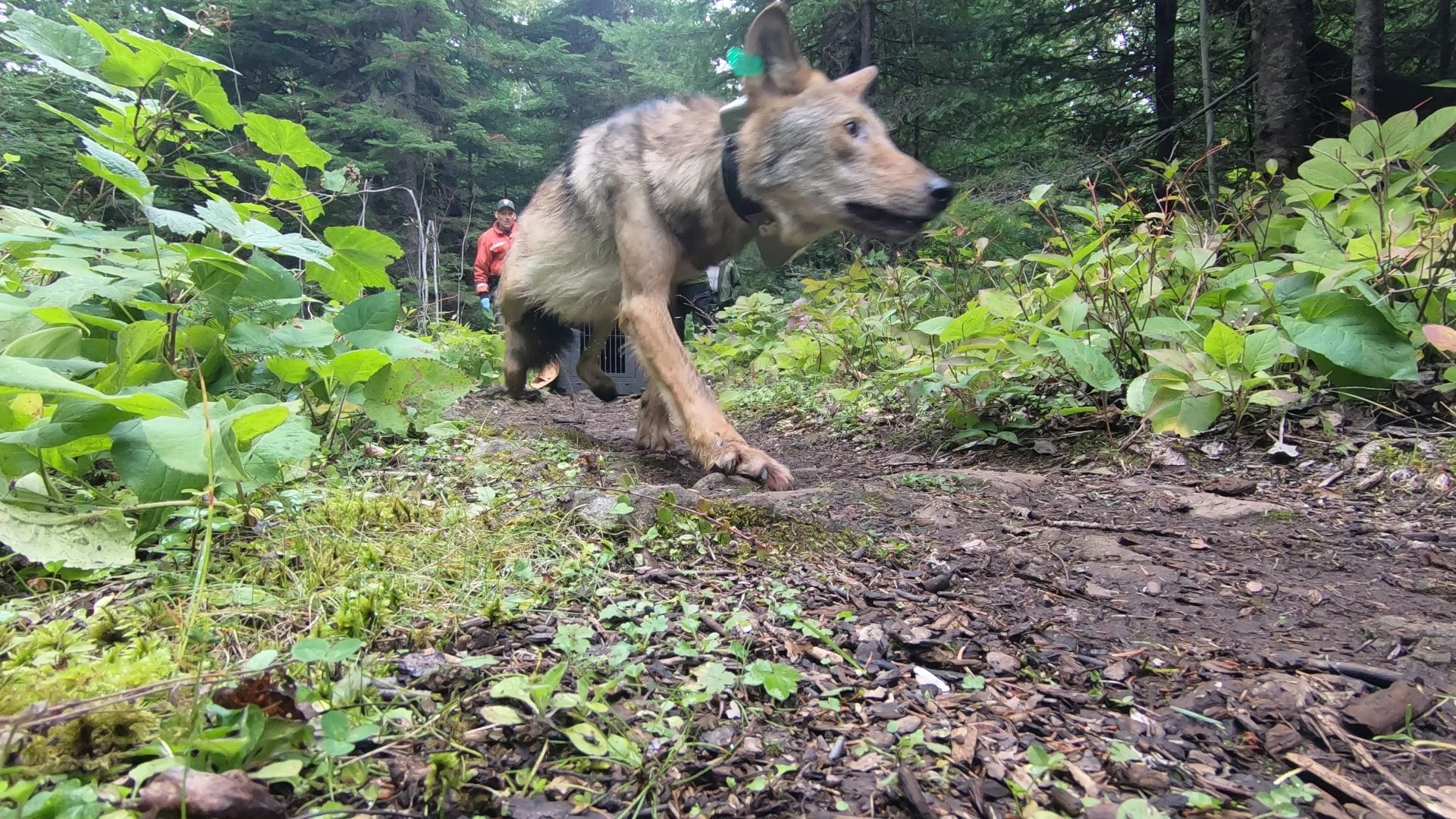 Wolf running down a trail having just exited a crate.