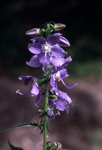 Badlands Flowers: Red, Pink, Blue