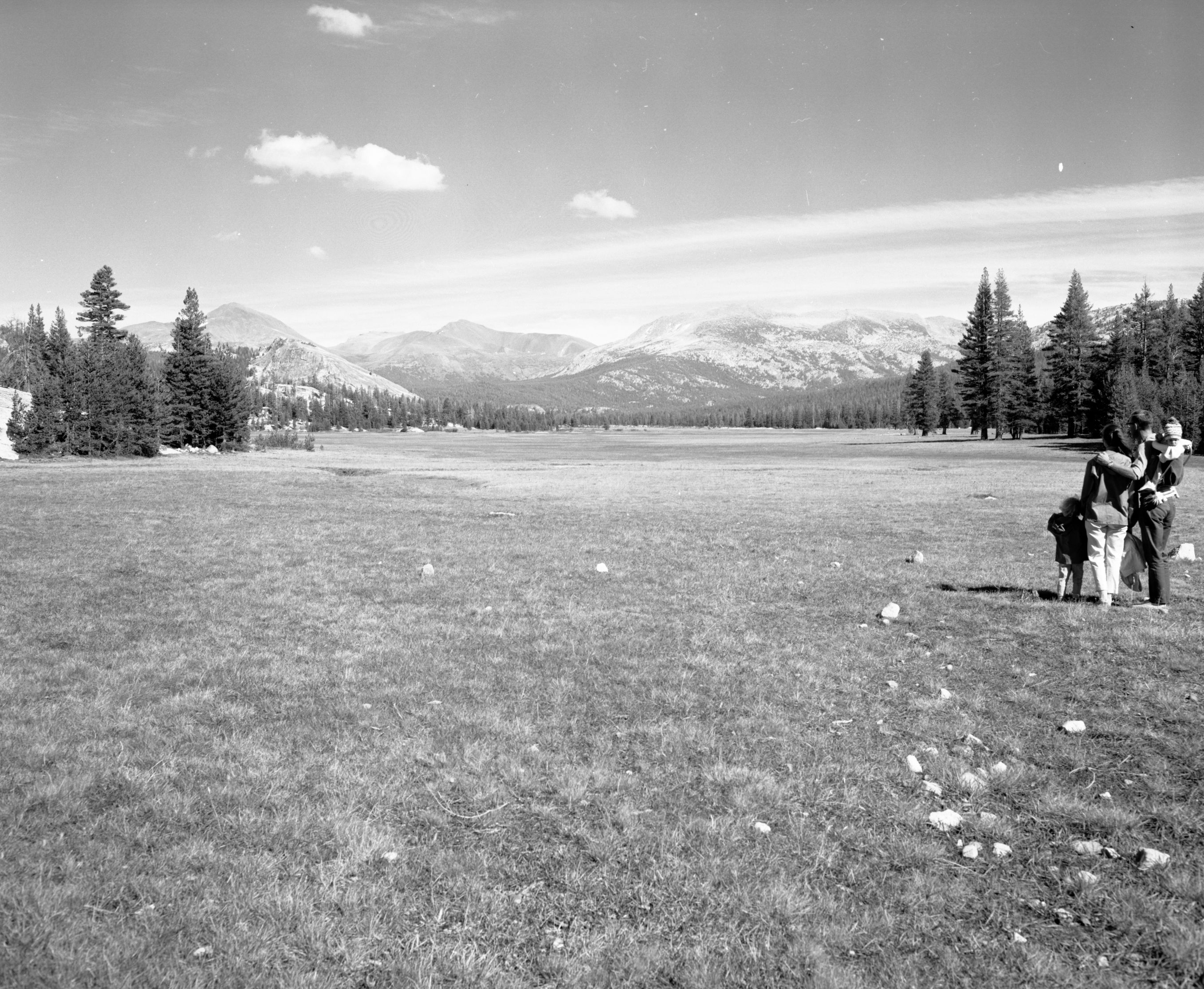 Open meadow landscape in Tuolumne Meadows