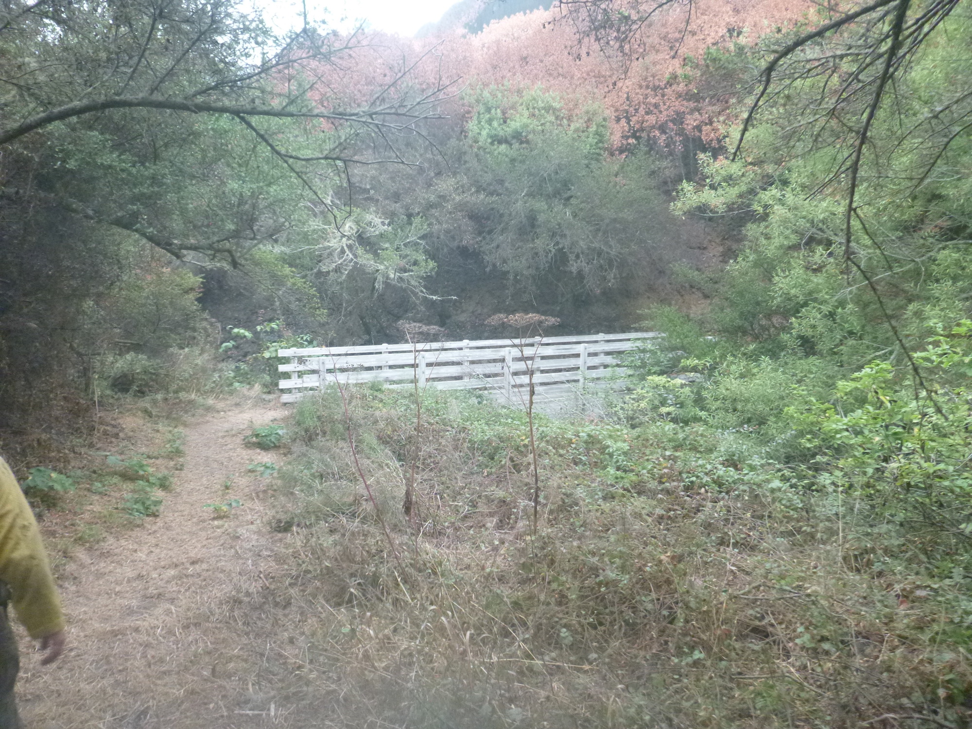 A footbridge and vegetation in the foreground remain unburnt whereas trees in the foliage of trees in the background are dead and brown due to the heat of the fire.