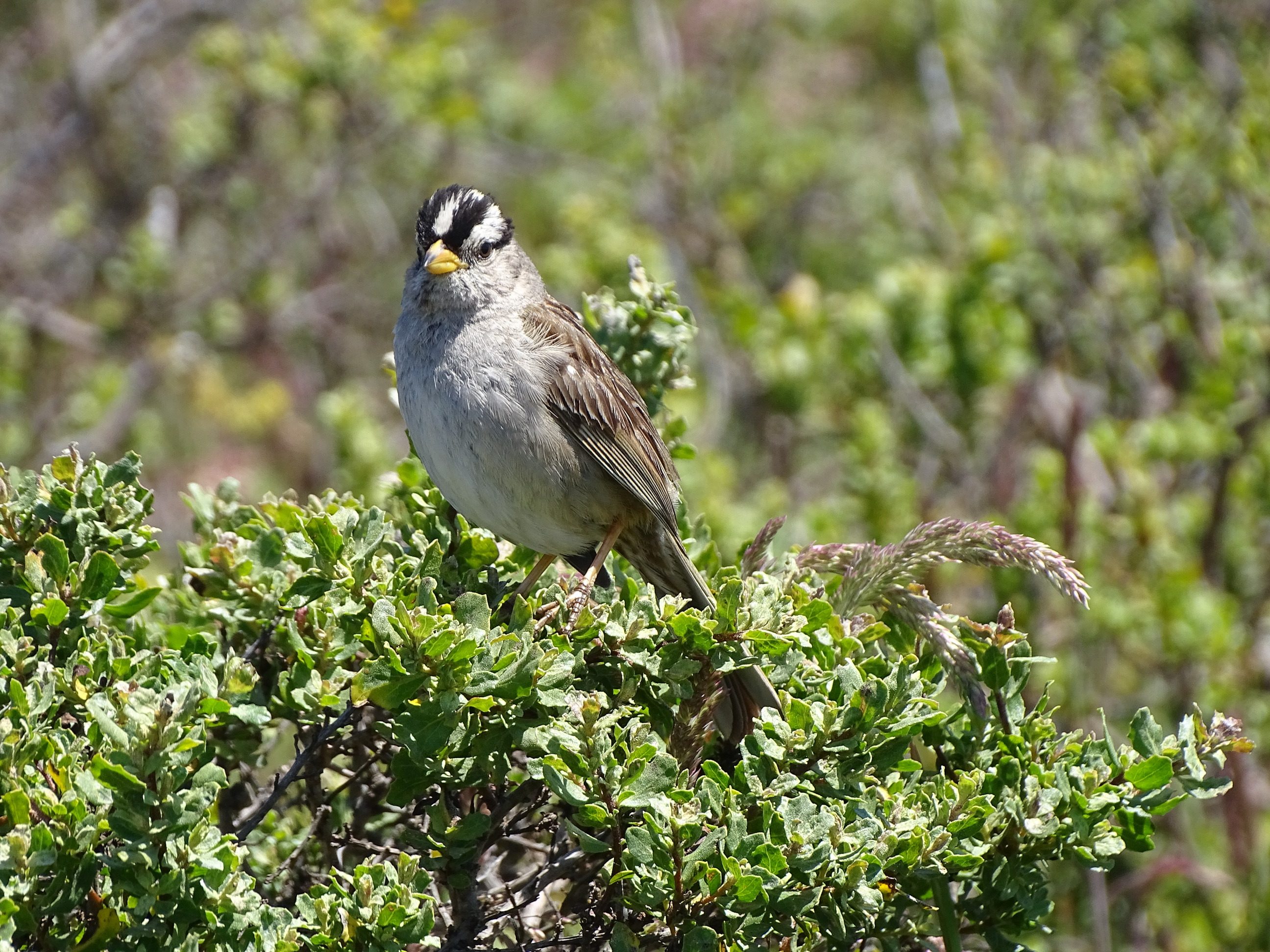 A small sparrow with a yellow bill, white and black stripes on its head, and a grayish-brown back.