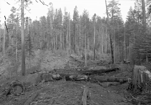 Cutover Land near Cuneo property