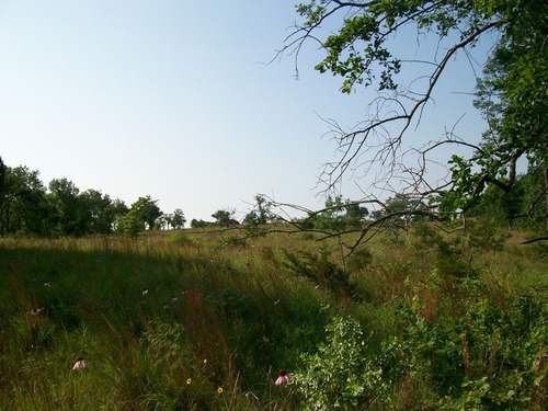 Scenery of the Platt Historic District; tall grasses, shrubs, and trees.