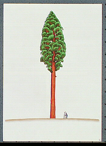 Giant Sequoia tree with old man standing beside it.