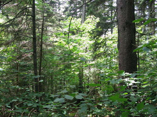 GRSM Accuracy Assessment. Plot Code: GRSM_AA_0013_6