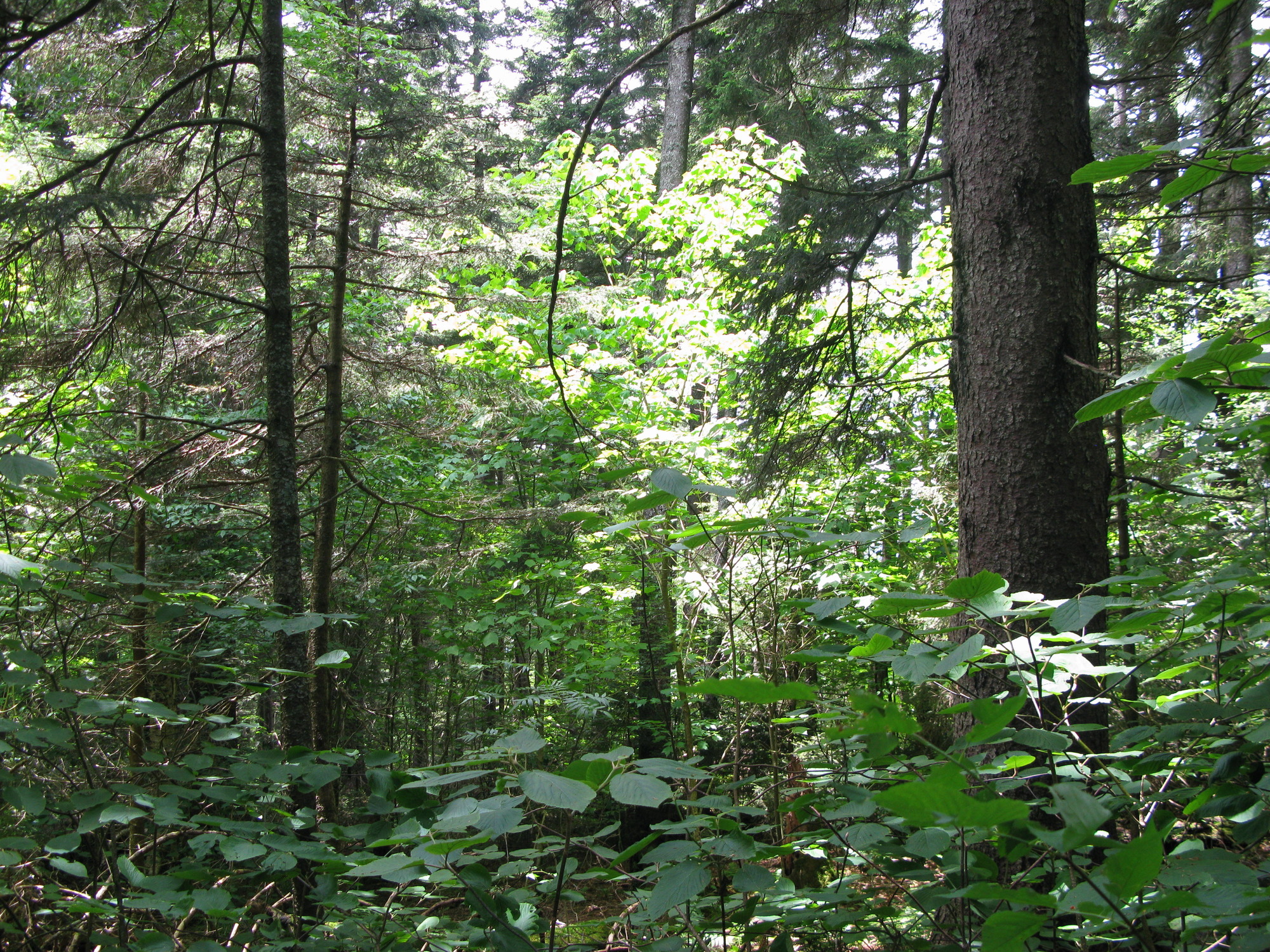 GRSM Accuracy Assessment. Plot Code: GRSM_AA_0013_6