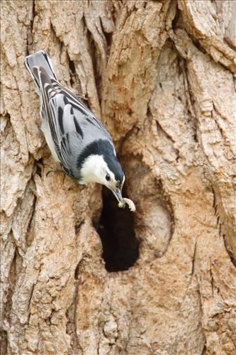 White-breasted nuthatch in Cuyahoga Valley National Park