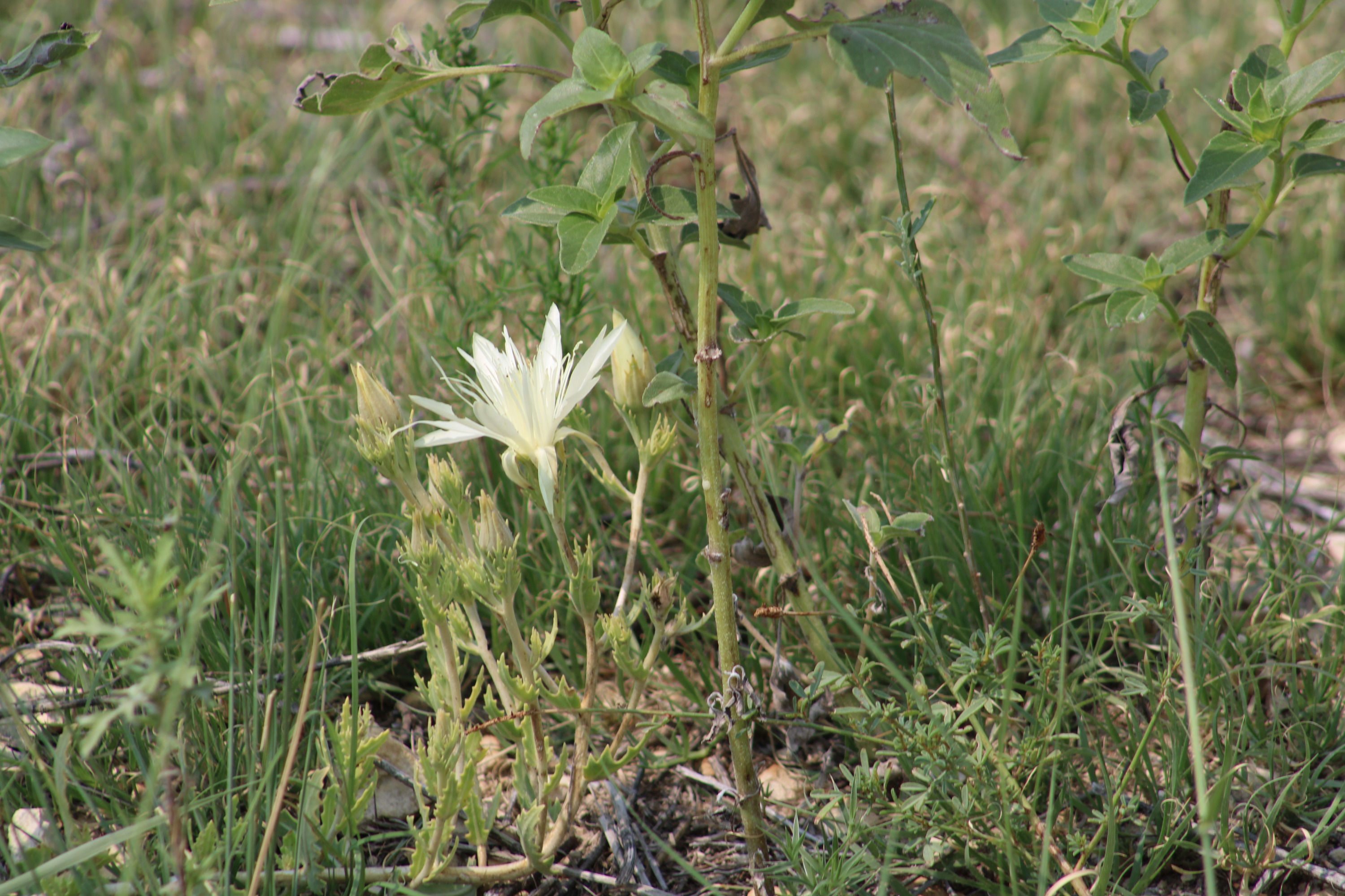 A white flower blooms close to the ground