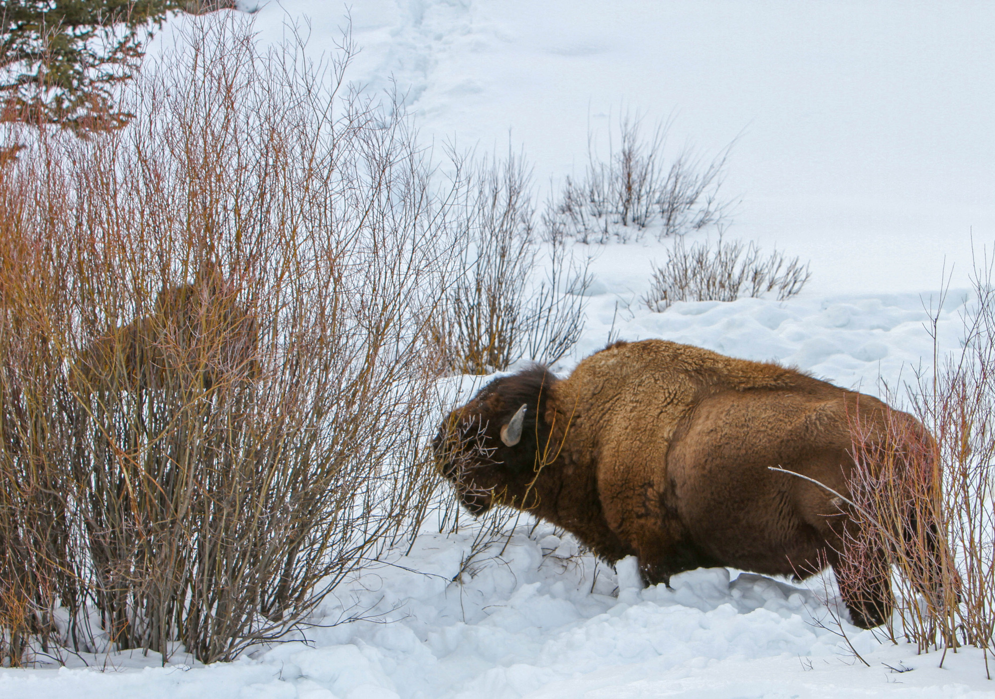 Bull is standing in snow while feeding on willow branches.