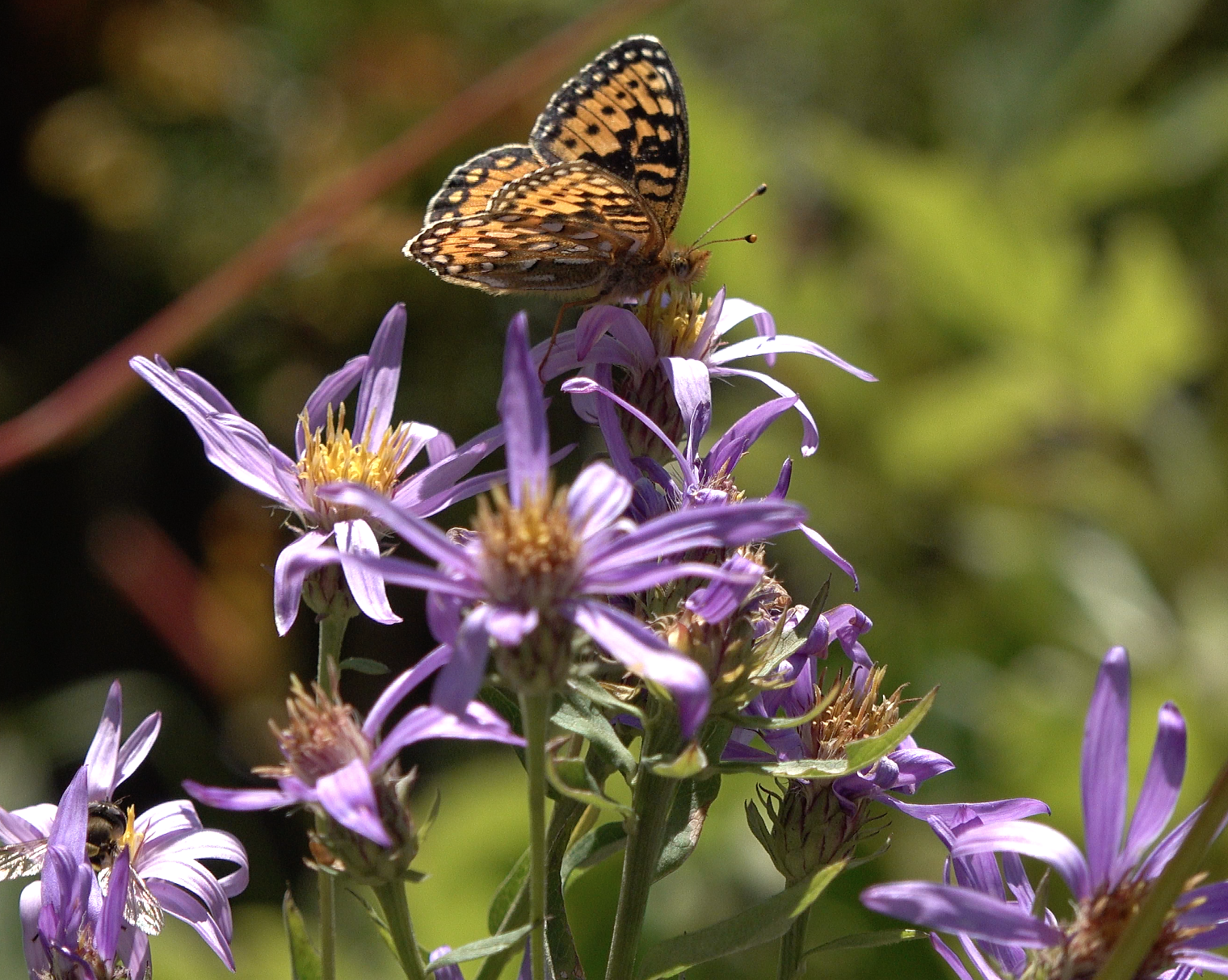 A black and orange spotted butterfly perches on a purple wildflower