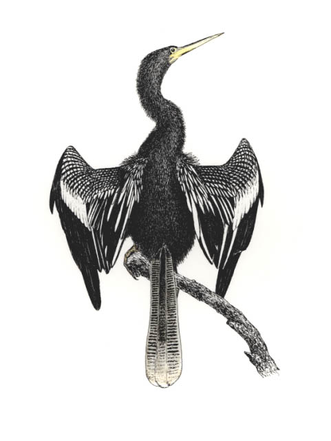 an Anhinga