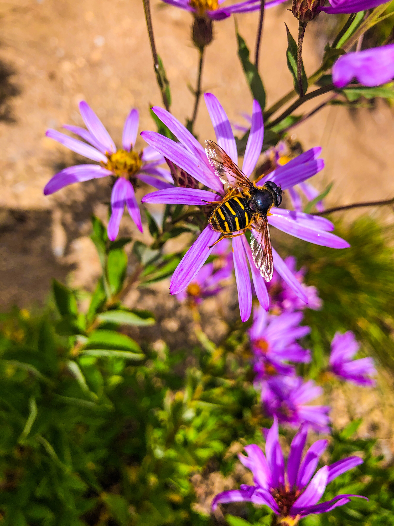 A yellow and black, winged pollinator sits on a purple wildflower.
