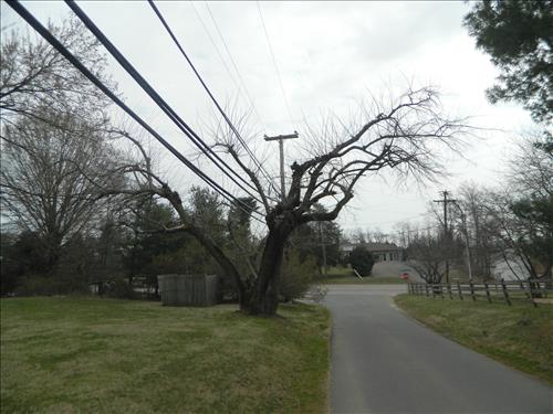 Trees at Chatham Lane and National Cemetery Fredericksburg and Spotsylvania March 2015