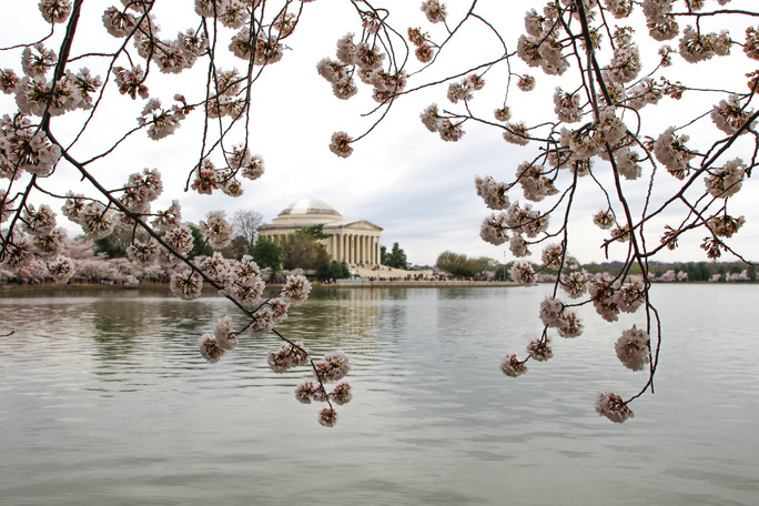 Thomas Jefferson Memorial framed by cherry blossoms