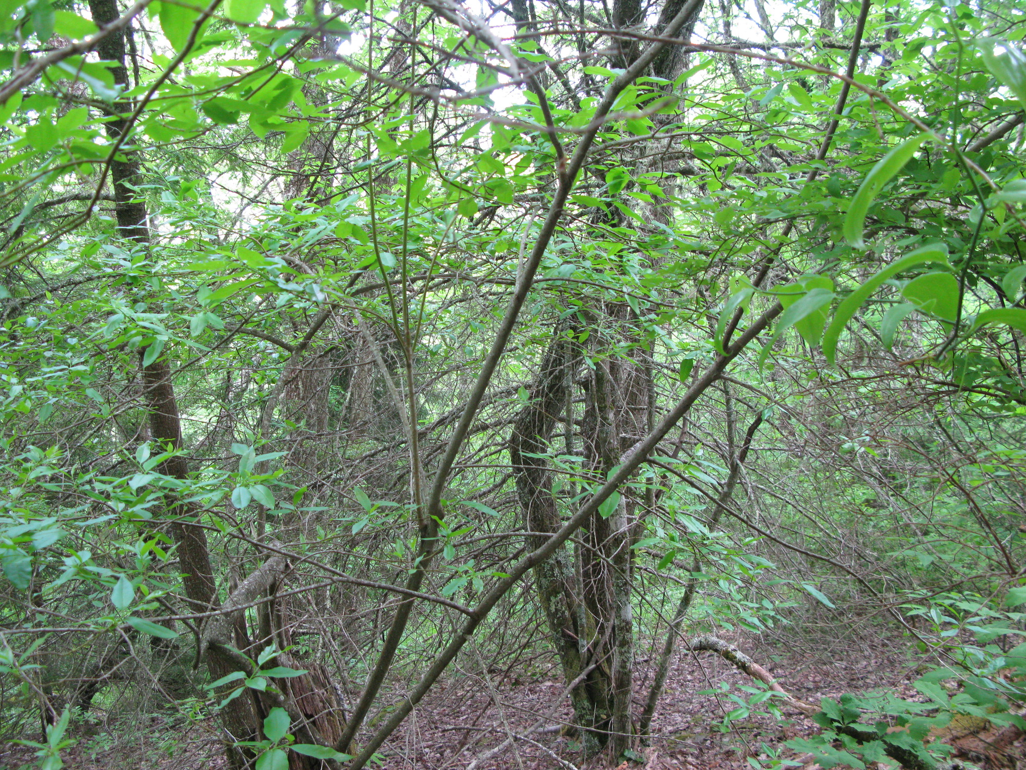 GRSM Accuracy Assessment. Plot Code: GRSM_AA_0816_3