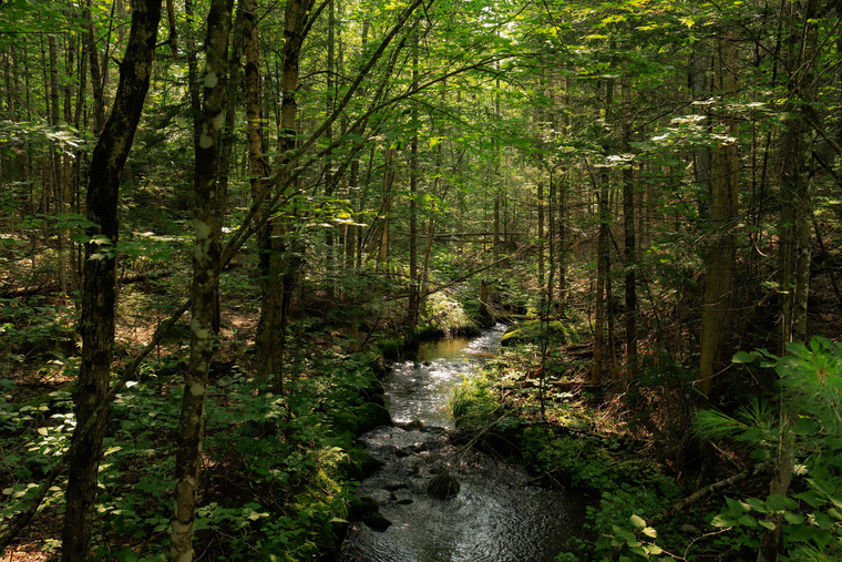 A sparkling stream through a forest of small trees
