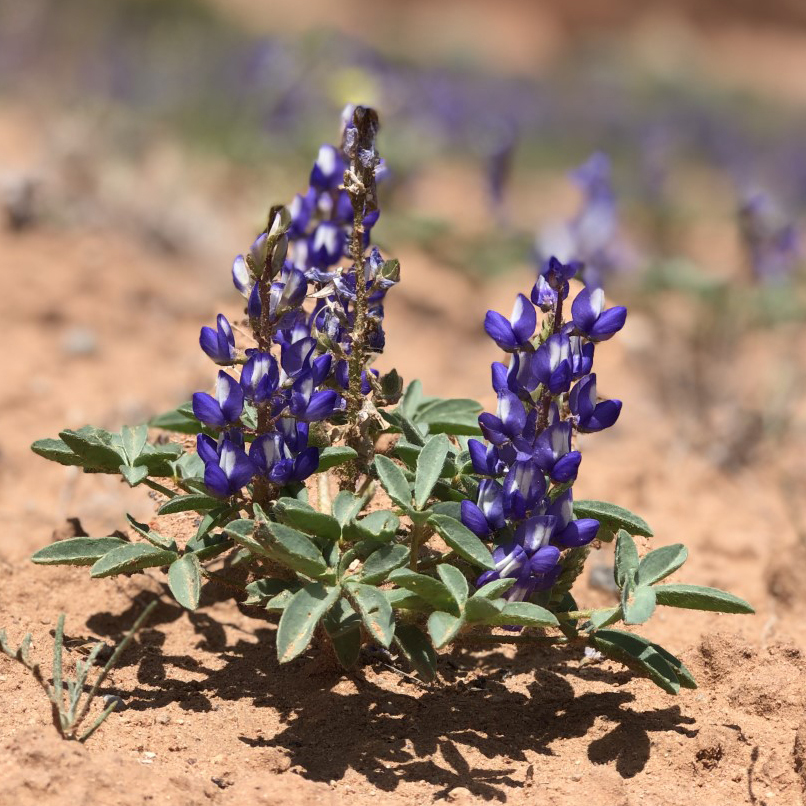 Short-growing plant with hairy leaves and dark purple flowers