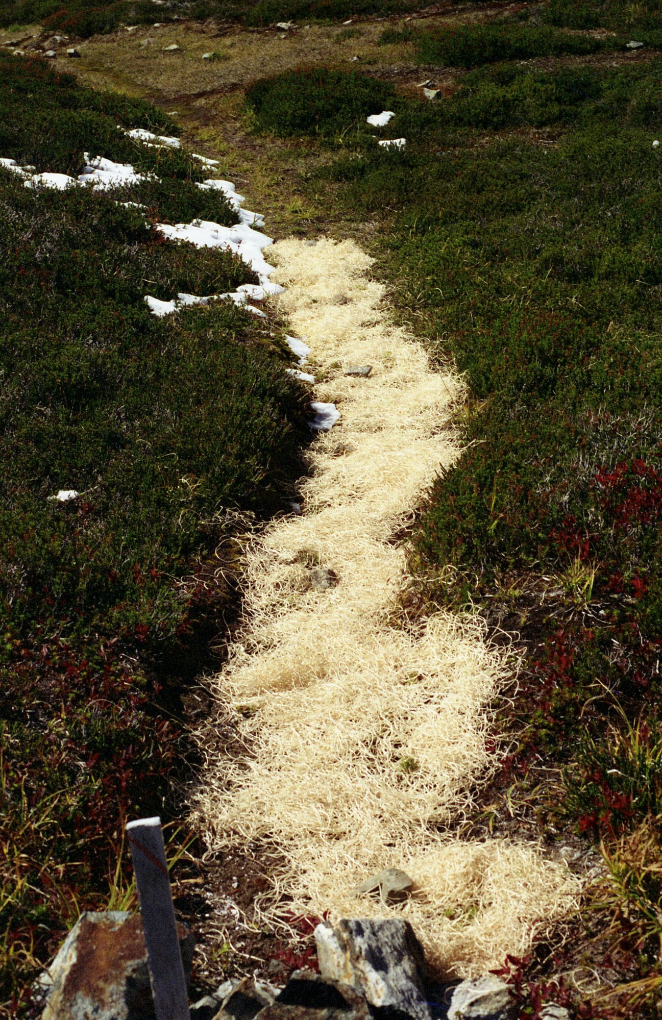A bald strip among wildflowers and grasses covered by curly mulch and some snow. In the foreground is a wooden stake that prohibits trampling.