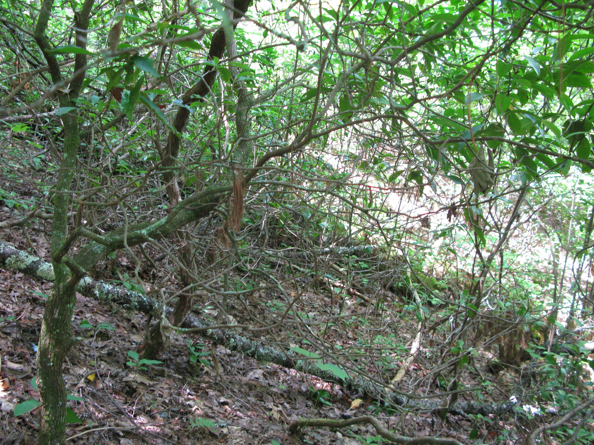 GRSM Accuracy Assessment. Plot Code: GRSM_AA_0062_5