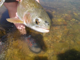 A brown speckled fish held above the water by a fisherman