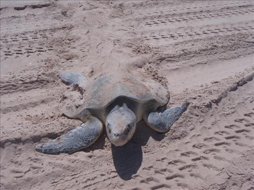 2008 Kemp's ridley sea turtle project at Padre Island National Seashore