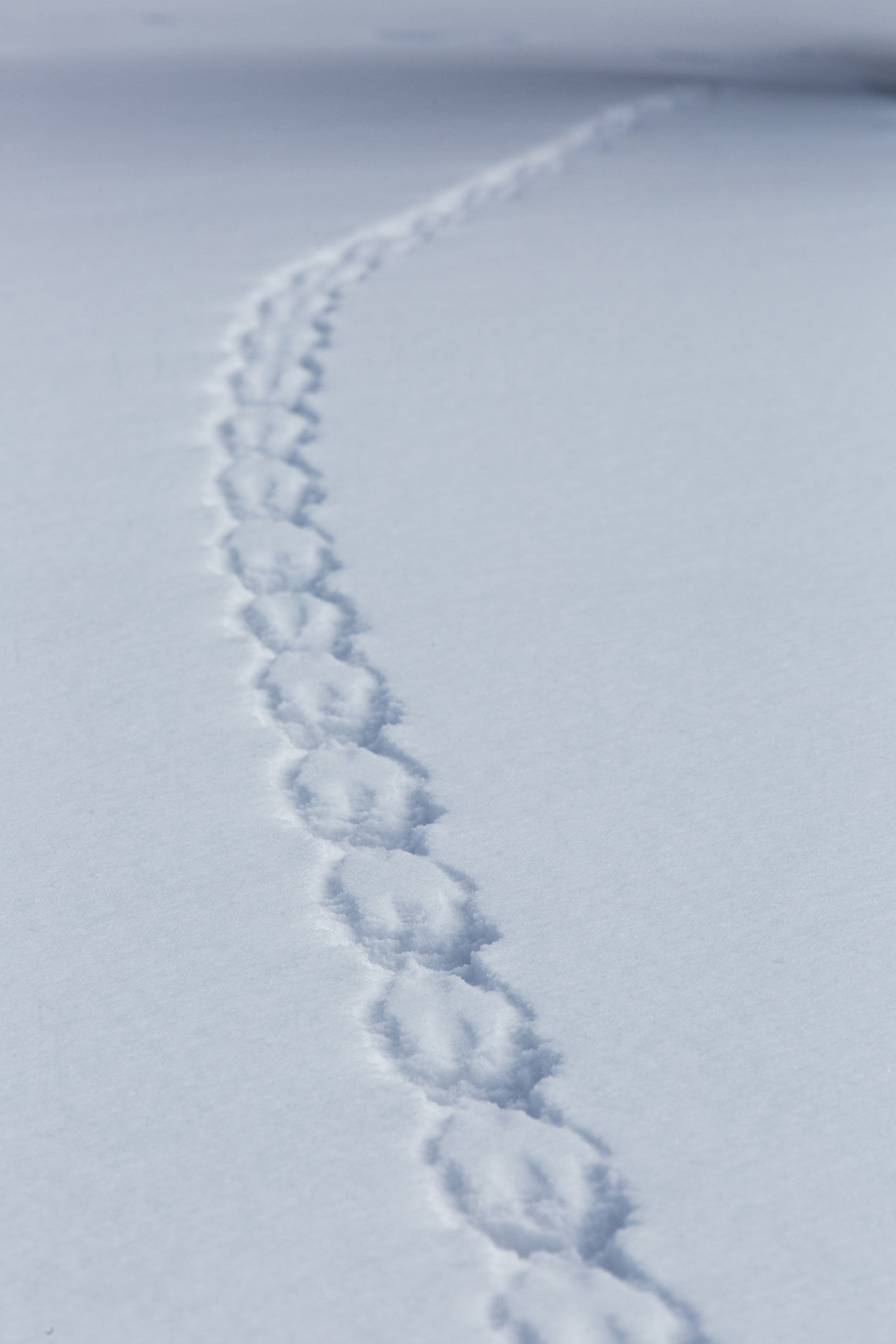 Tracks in sets of four cross the snow