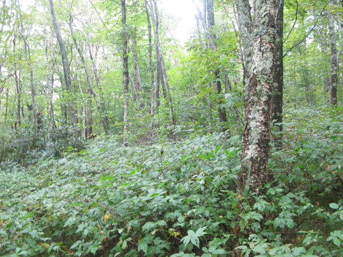 GRSM Accuracy Assessment. Plot Code: GRSM_AA_0598_2