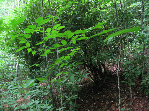 Plot Code: GRSM_AA_0610_5