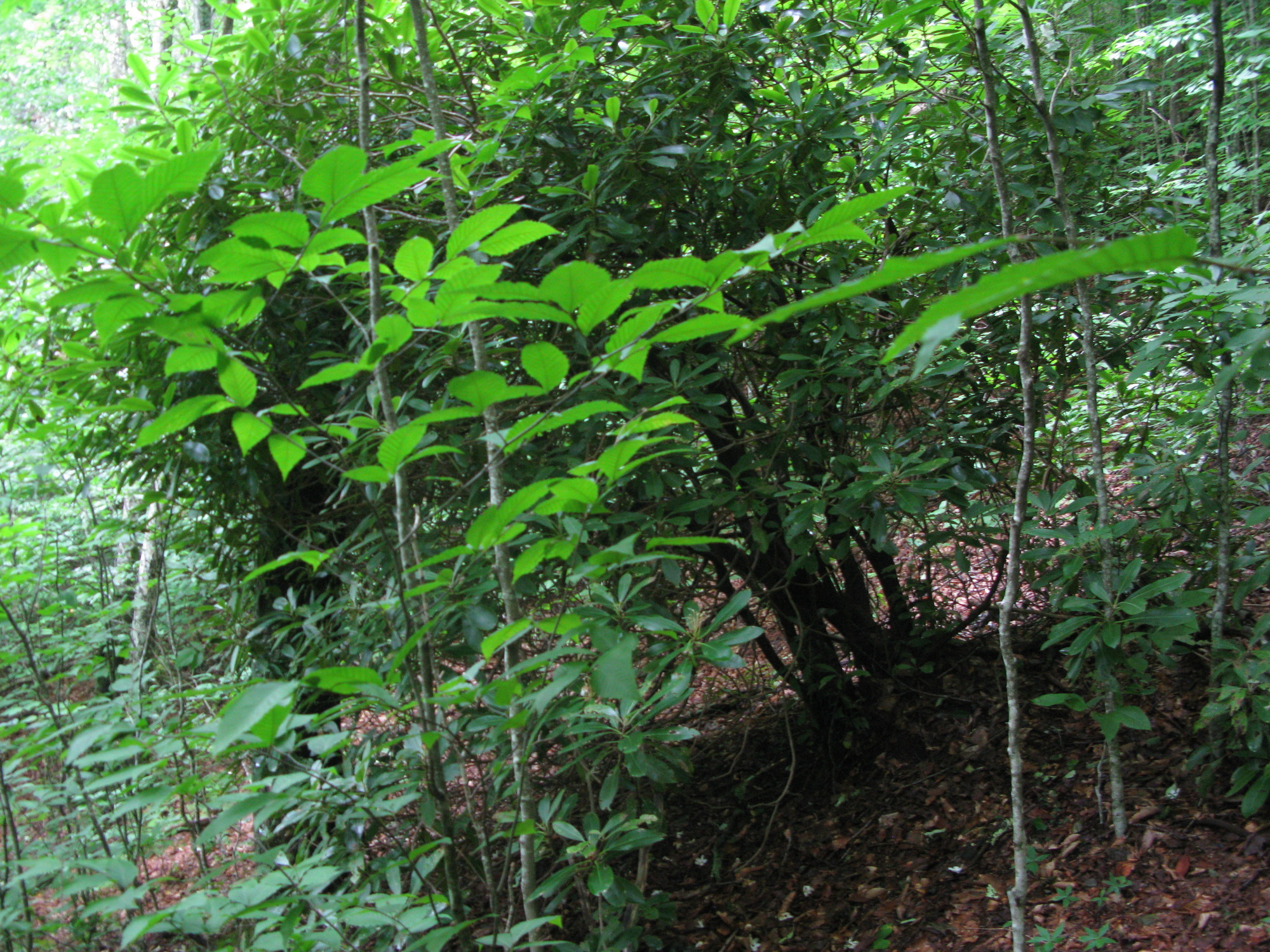 Plot Code: GRSM_AA_0610_5