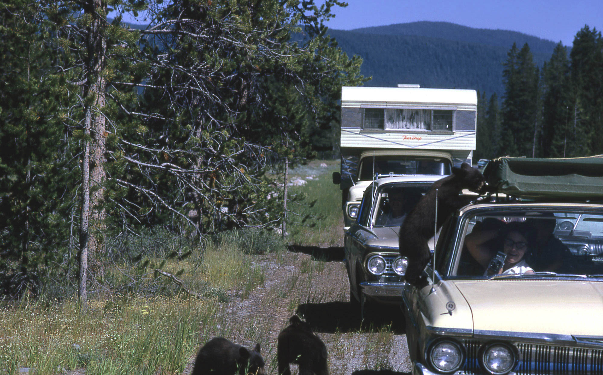 Three black bear cubs by cars, one is climbing on car