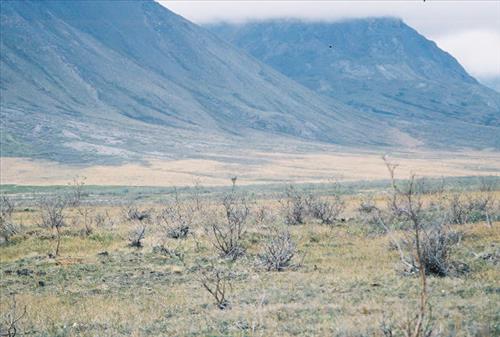 2 Gates of the Arctic National Park and Preserve Itkillik Birds June 2006