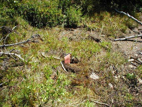 Hoof impacts and shearing at Upper Bubbs Meadow, Sequoia and Kings Canyon National Park