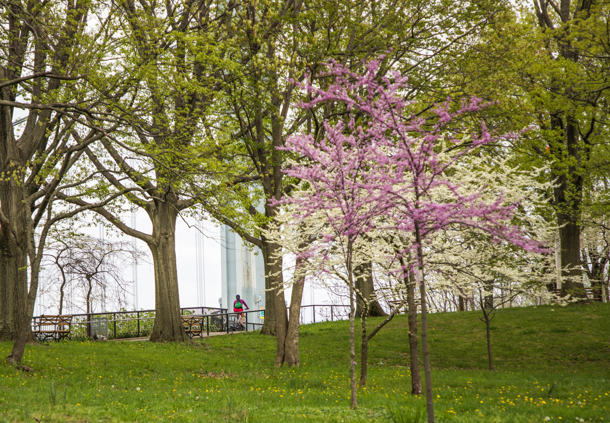 Spring Bloom, Von Briesen Park, Staten Island