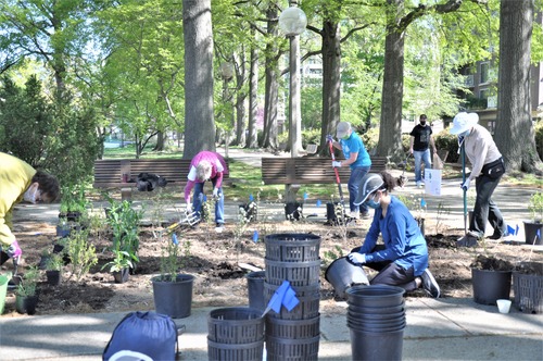 Alternative Text: Five volunteers in hats and masks are digging holes and transferring plants from containers into the ground while a man walks his dog in the background.  